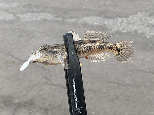 ウロハゼの釣果