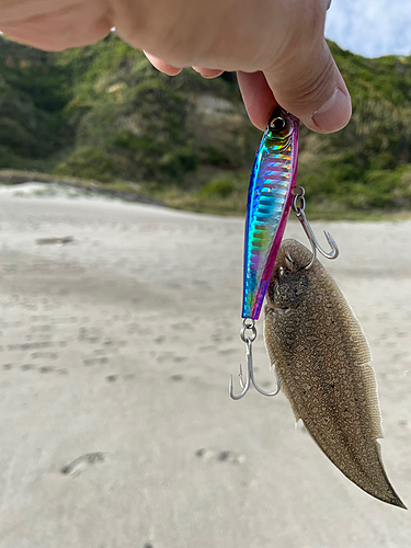 シタビラメの釣果