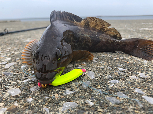 アイナメの釣果