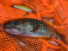 イワナの釣果