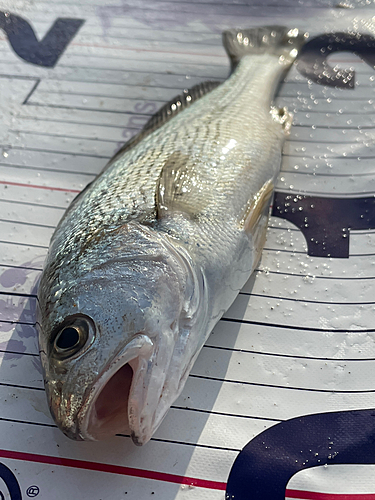 ニベの釣果