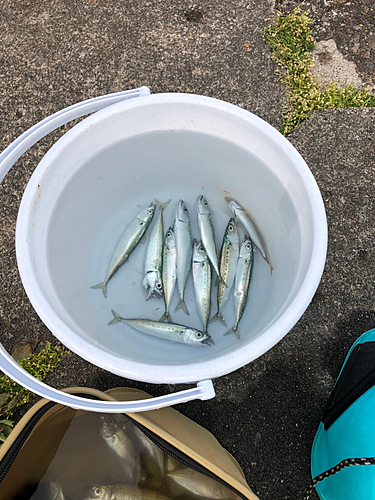 アジの釣果