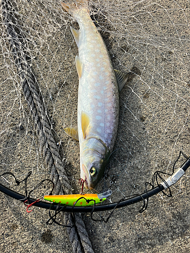 アメマスの釣果