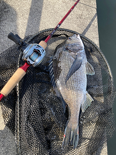 クロダイの釣果