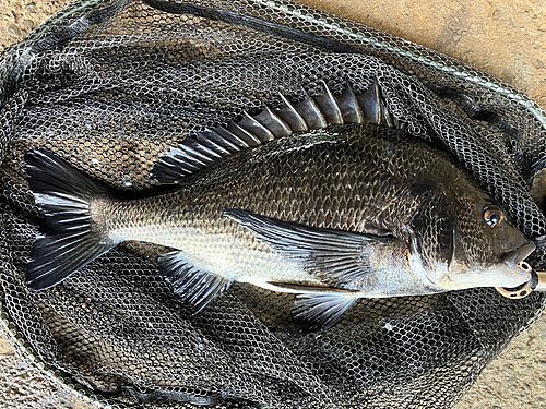 チヌの釣果