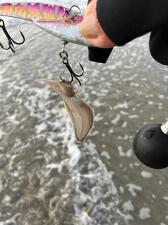 シタビラメの釣果