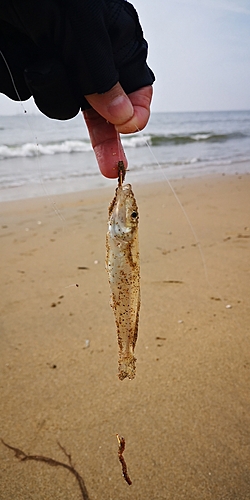 キスの釣果