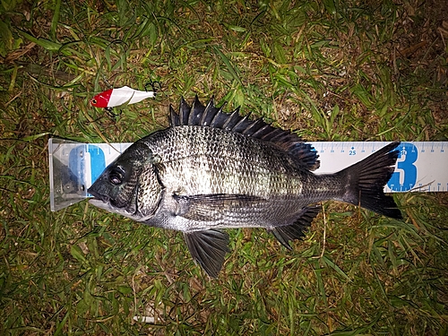 クロダイの釣果