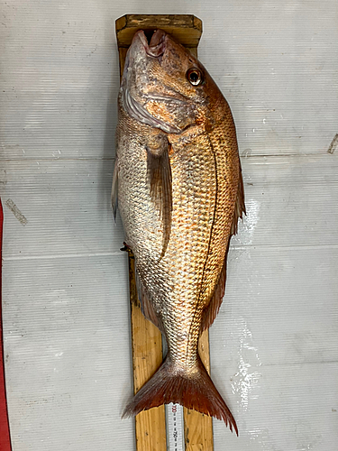 マダイの釣果