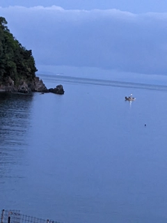 ハマチの釣果