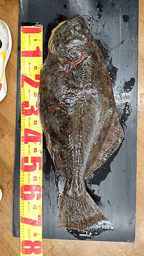 ヒラメの釣果