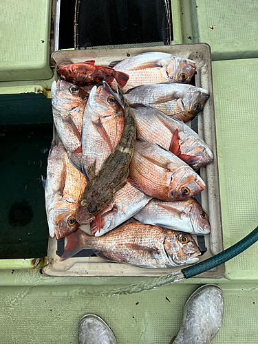 マダイの釣果