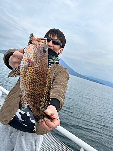 オオモンハタの釣果