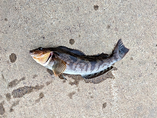 アブラコの釣果