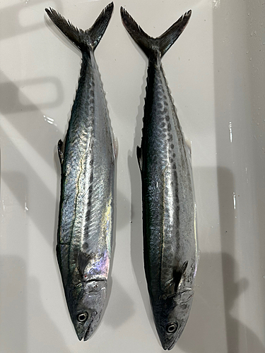 サゴシの釣果