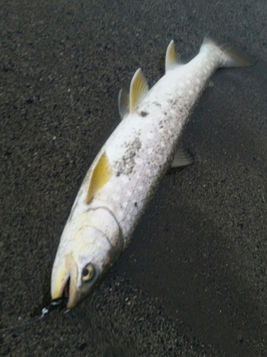 アメマスの釣果