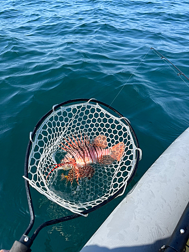 ミノカサゴの釣果