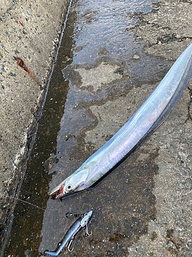 タチウオの釣果