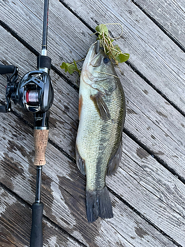 ラージマウスバスの釣果