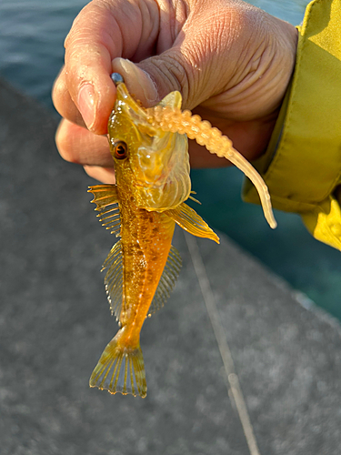 アナハゼの釣果