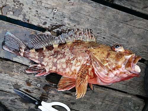 カサゴの釣果