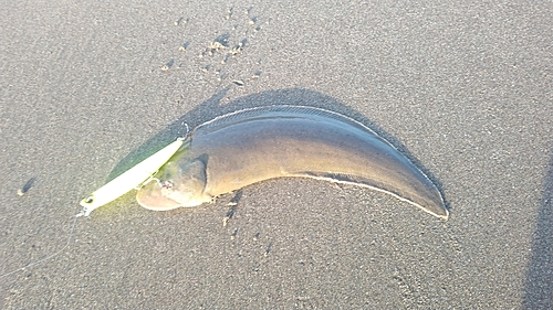 シタビラメの釣果