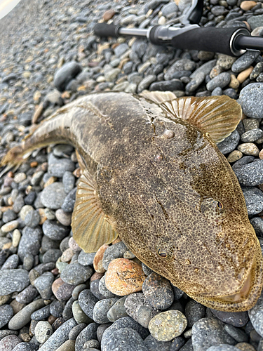 マゴチの釣果