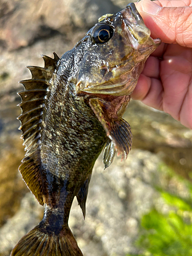 ムラソイの釣果