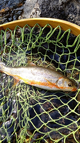 ウグイの釣果