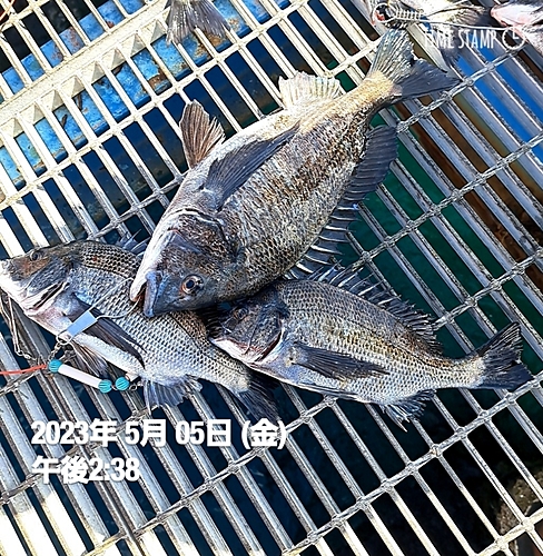 チヌの釣果