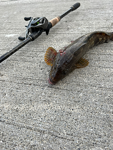 アイナメの釣果