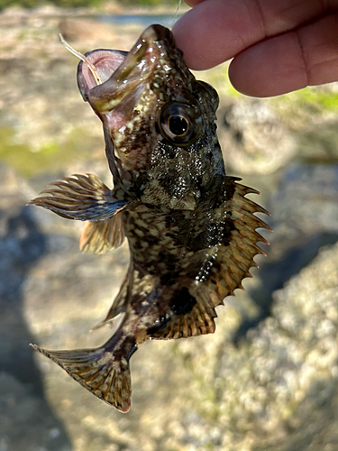 ガシラの釣果