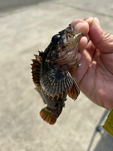 ガシラの釣果