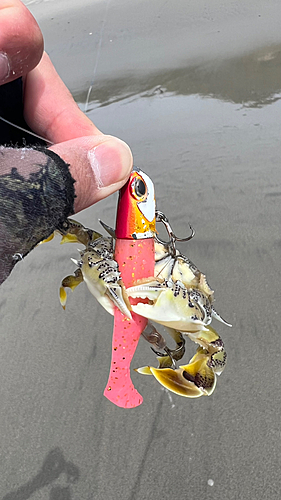 カニの釣果