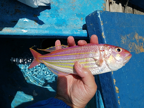 イトヨリダイの釣果