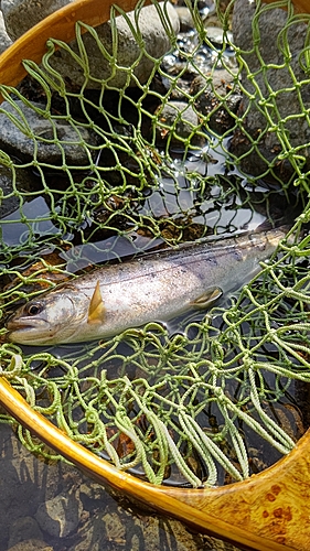 ヤマメの釣果