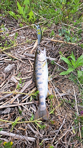 ヤマメの釣果