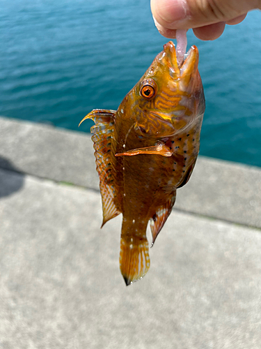 ベラの釣果