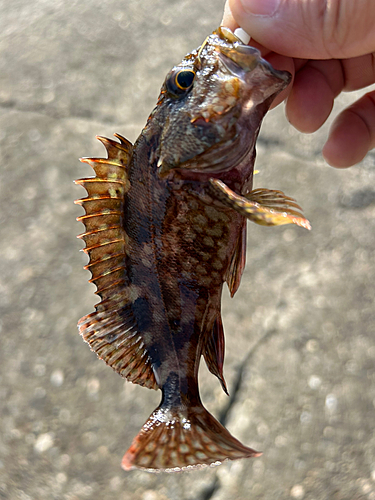 ガシラの釣果