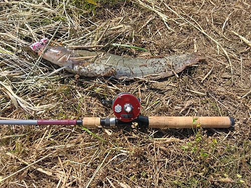 マナマズの釣果