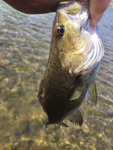 スモールマウスバスの釣果