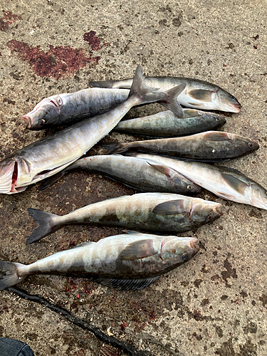 ホッケの釣果