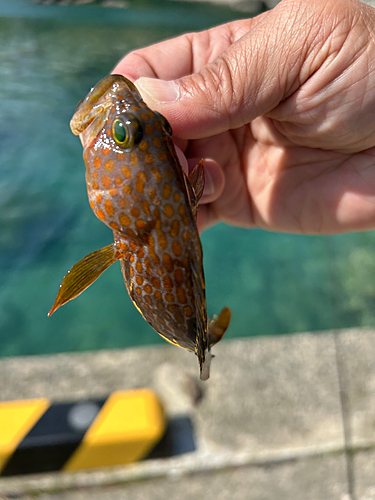 アコウの釣果