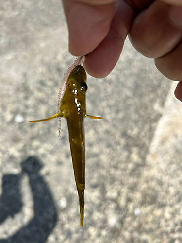 アナハゼの釣果