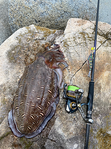 モンゴウイカの釣果