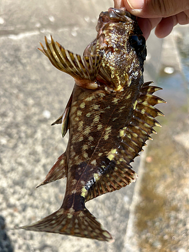 ガシラの釣果