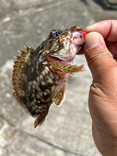 ガシラの釣果