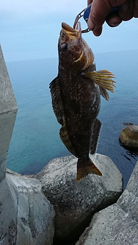 アブラコの釣果