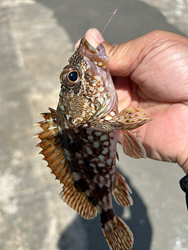 ガシラの釣果