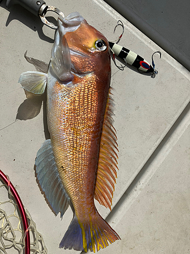 アマダイの釣果